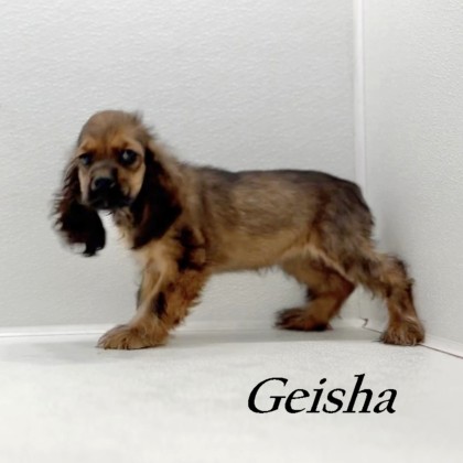 puppy, for, sale, Cocker Spaniel, Joe & Cherri  Overlease, dog, breeder, Miller, MO, dog-breeder, puppy-for-sale, forsale, nearby, find, puppyfind, locator, puppylocator, aca